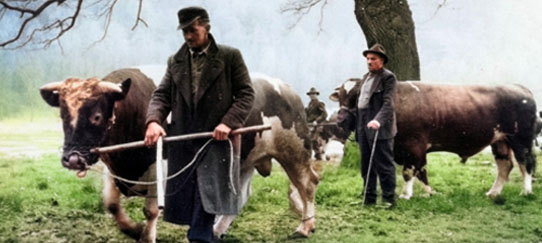 Bullenkührung 1966